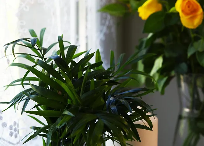 Apartament Kdn Na Rysiej